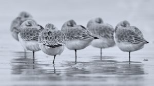 Sanderlinge auf Helgoland im Winter